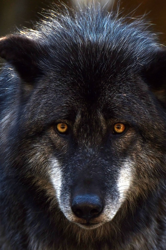 Большой черный волк с желтыми глазами 