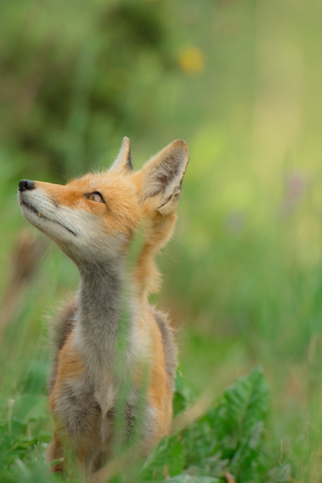 Маленький лисенок в зеленой траве