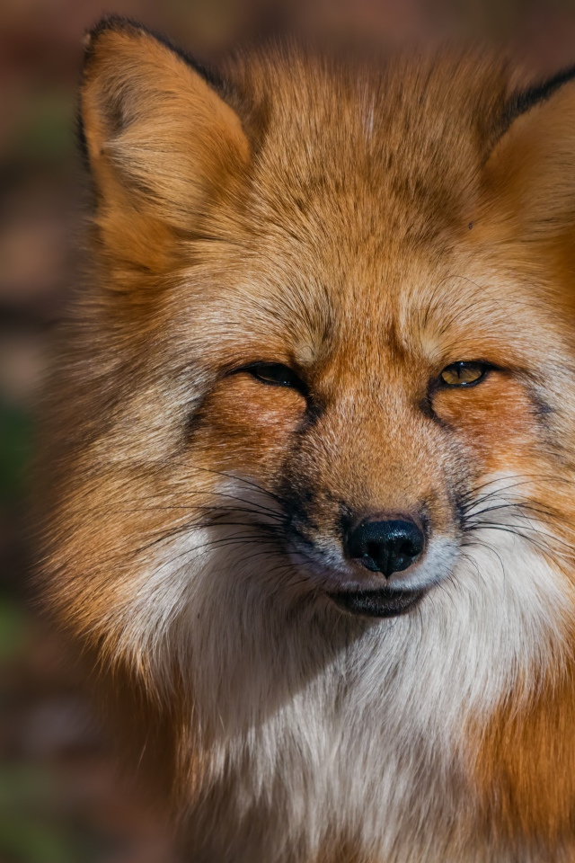 Морда хитрой рыжей лисицы крупным планом