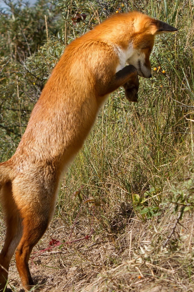 Рыжая лиса охотится в траве