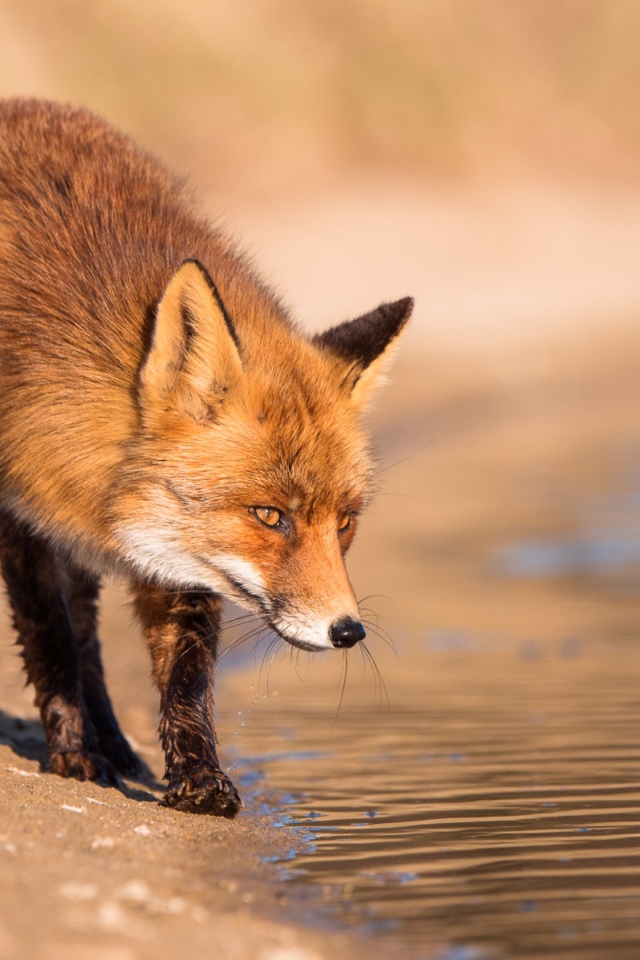 Рыжая лиса у воды