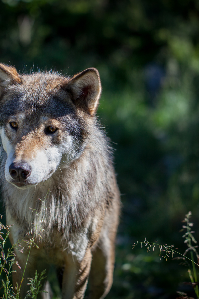 Грустный серый волк в траве