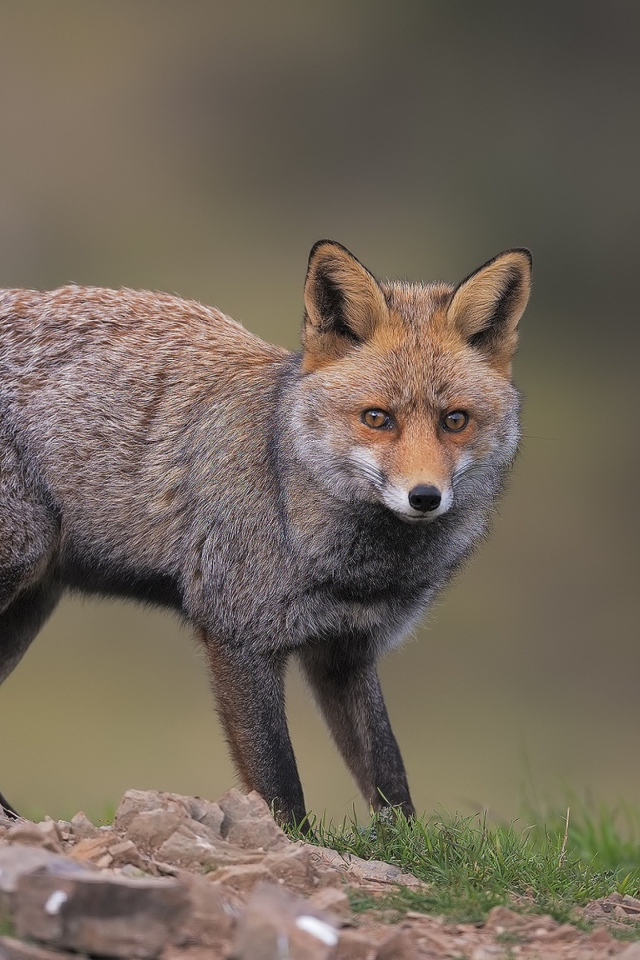 Испуганная лиса чернобурка бежит по траве