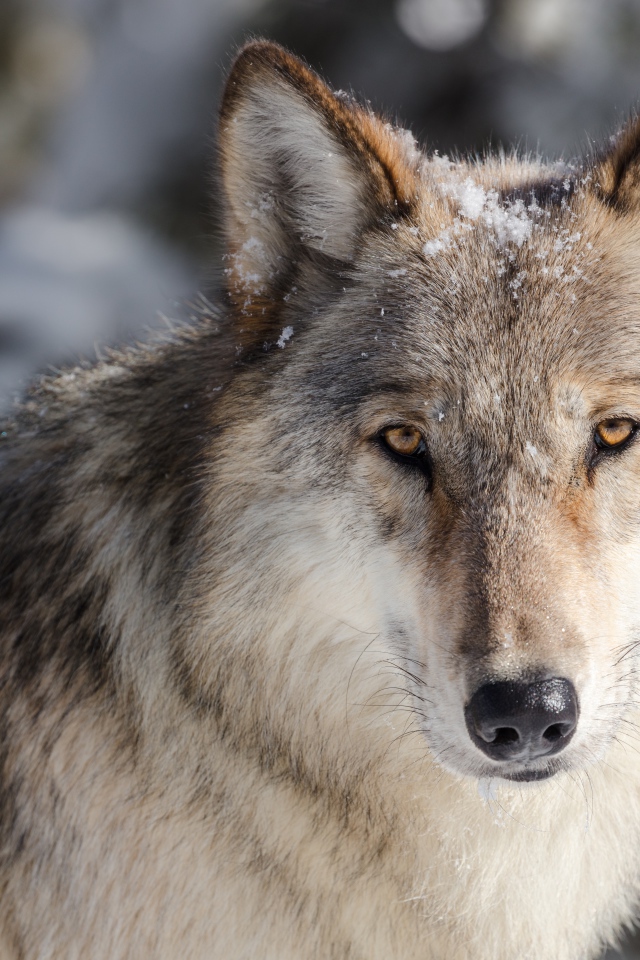 Серьезный взгляд серого волка в снегу зимой