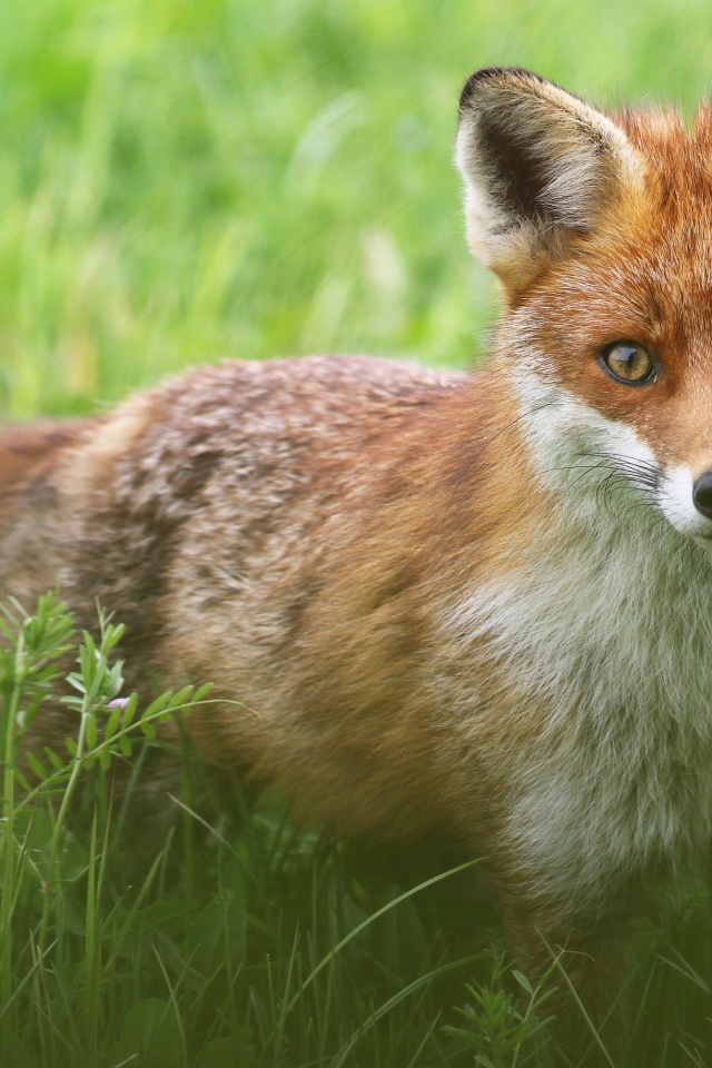 Хитрая лиса стоит в зеленой траве 