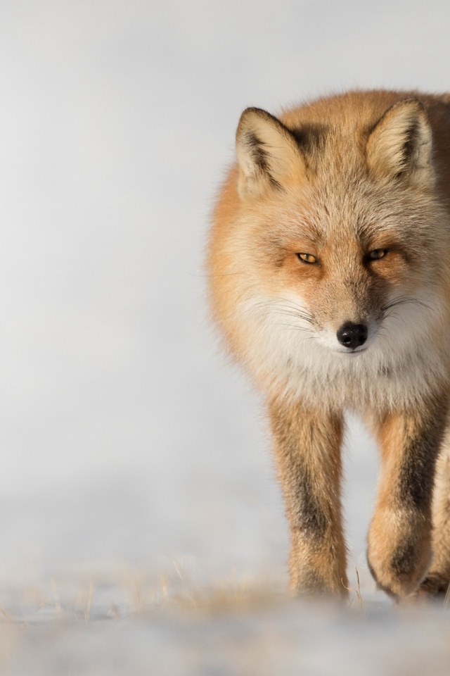 Хитрая рыжая лиса крупным планом