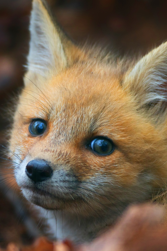 Взгляд маленького испуганного рыжего лисенка