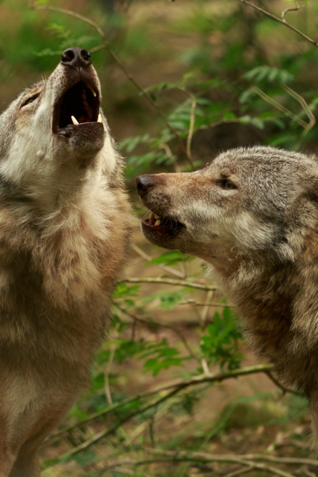 Два серых волка воют в лесу