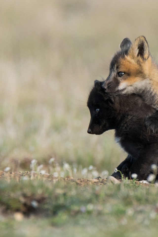 Два маленьких лисенка на траве