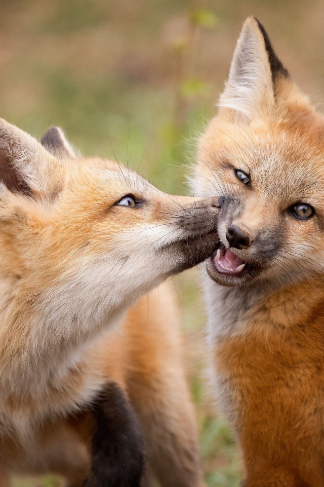 Две маленькие рыжие лисицы