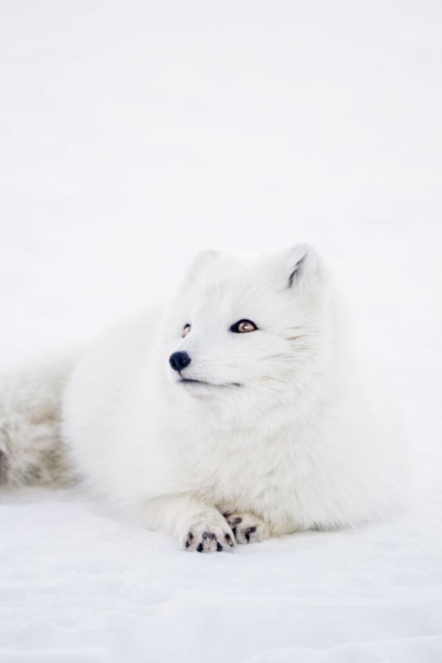 Белый песец лежит на снегу 