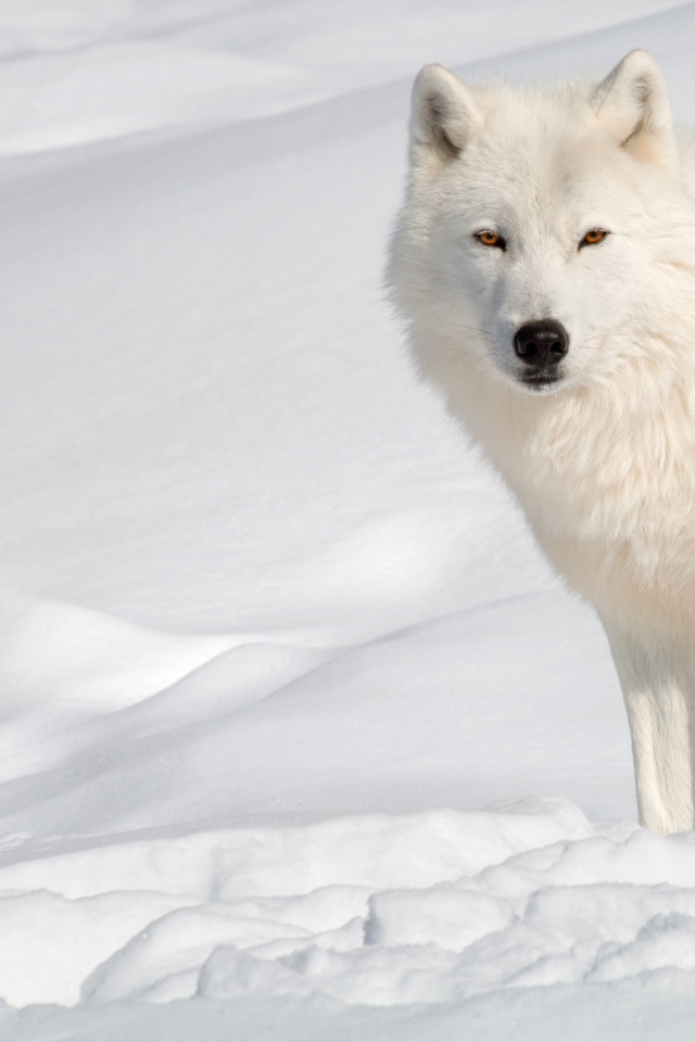 Белый волк стоит на холодном снегу 