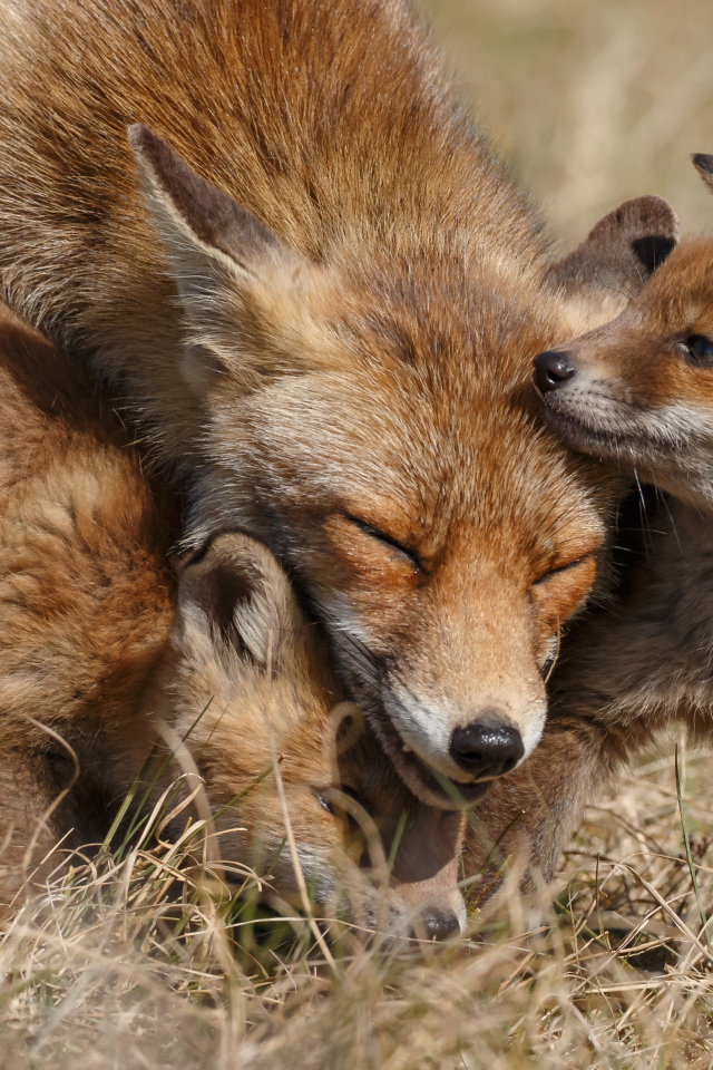 Дикая лиса с маленькими лисятами