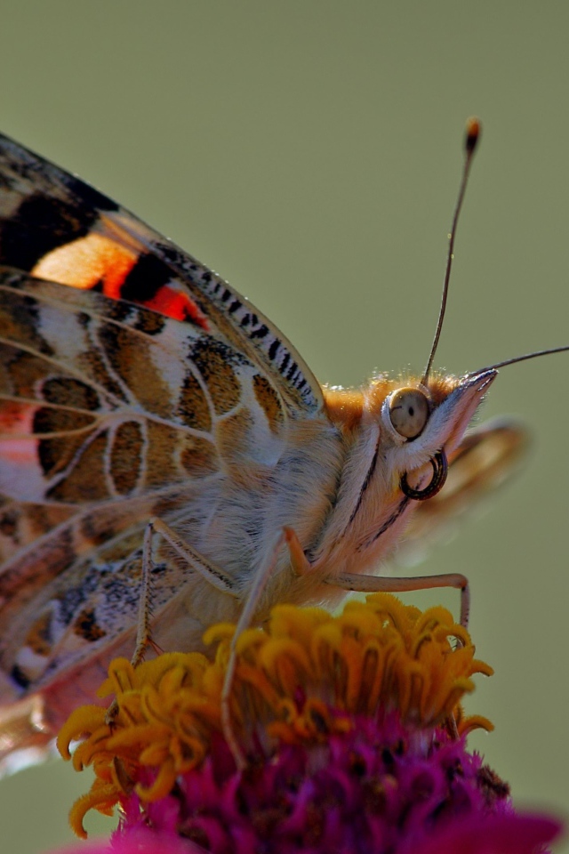 Бабочка сидит на розовом цветке, макросъемка