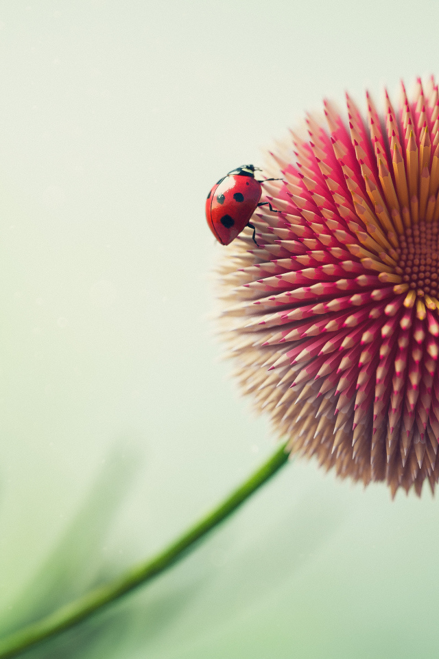 Цветок из карандашей с божьей коровкой 