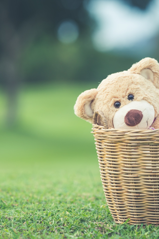 Плюшевый медведь в корзине на зеленой траве