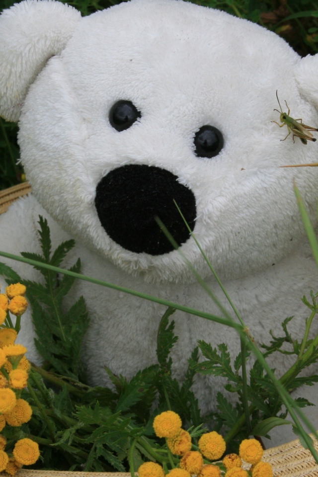 Белый плюшевый медведь в зеленой траве с цветами пижмы 