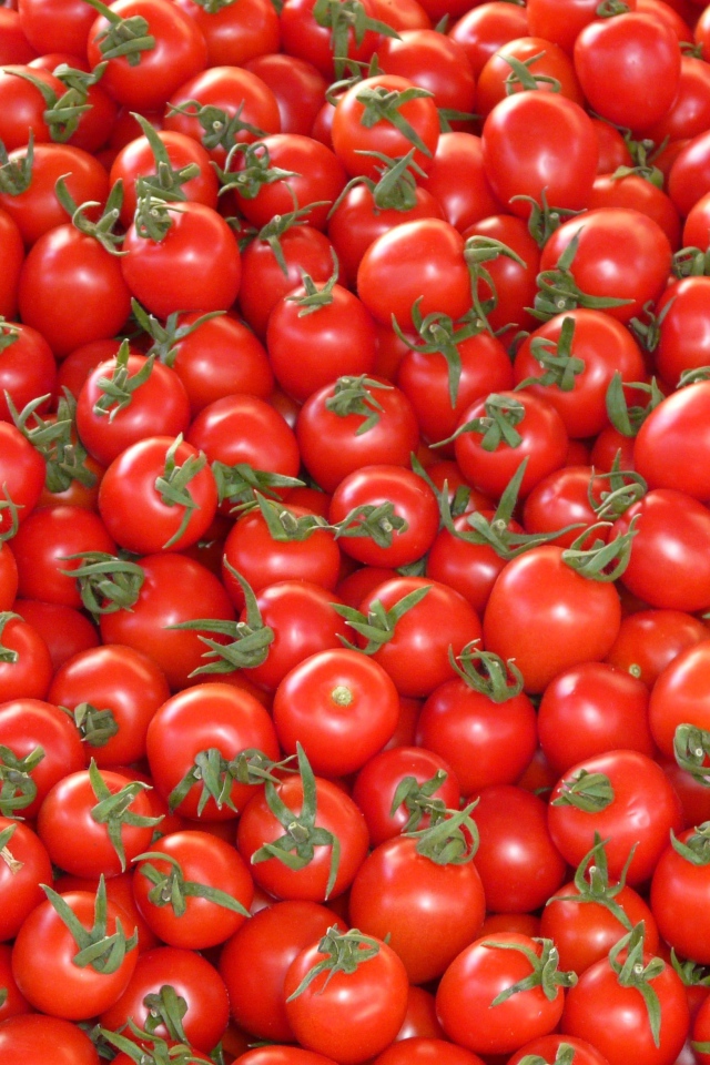 Много спелых красных помидор