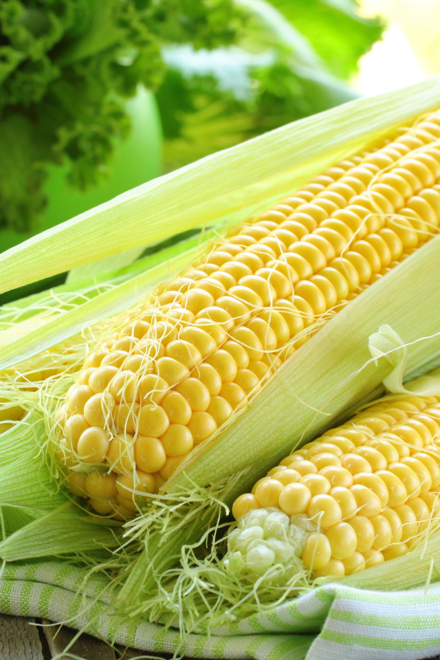 Свежие кочаны кукурузы на столе 