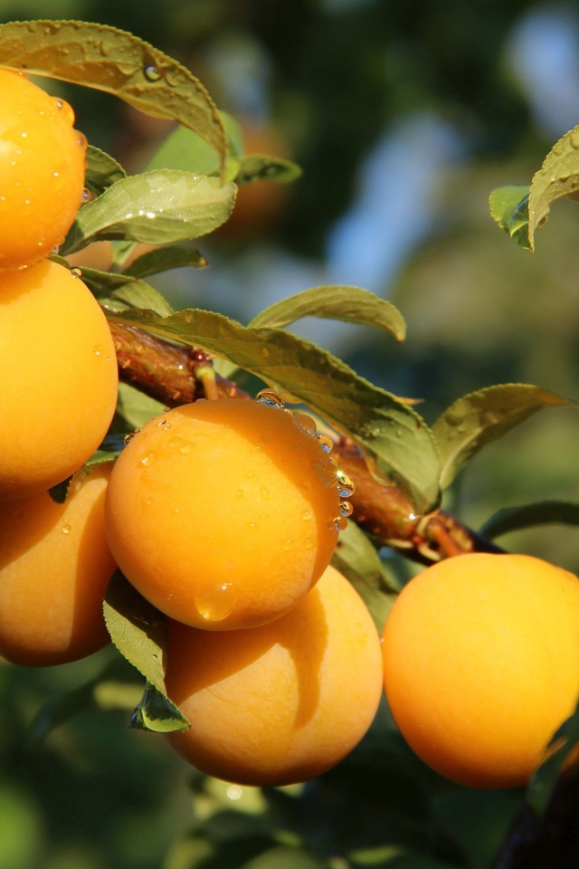 Много желтых слив на ветке дерева