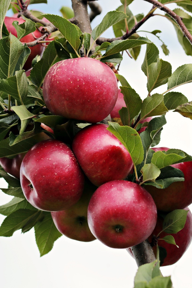 Красивые красные яблоки на ветке