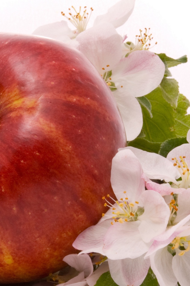 Большое красное яблоко с цветами на белом фоне