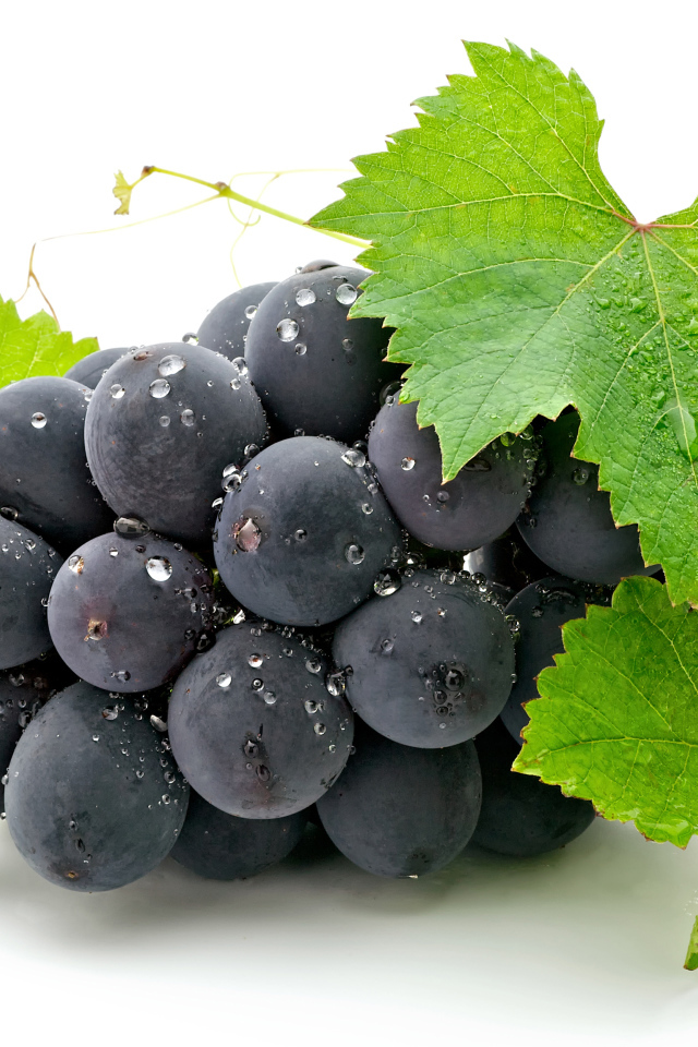 Синий виноград с зелеными листьями на белом фоне