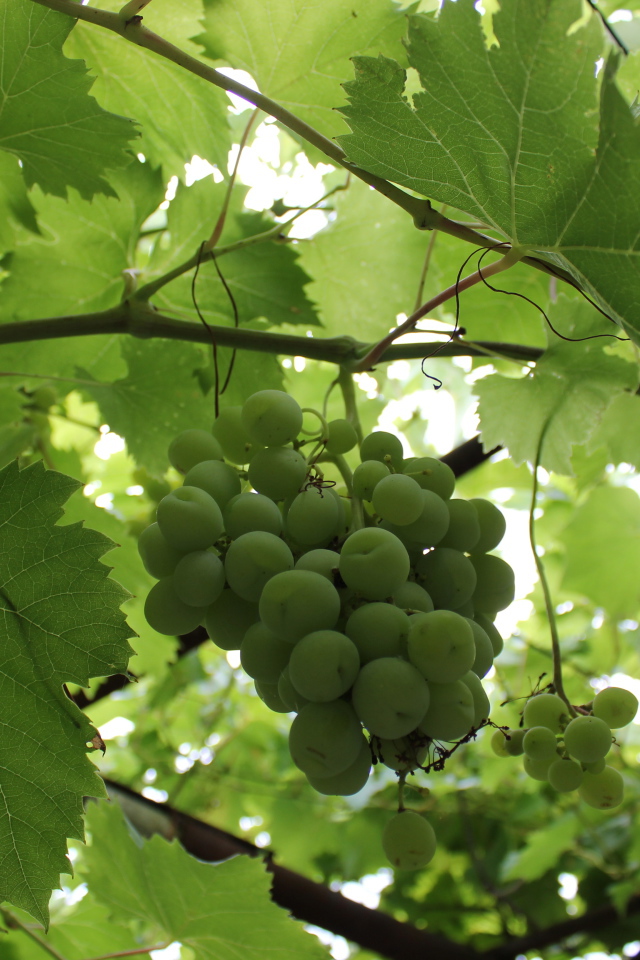 Зеленый виноград на лозе среди листьев