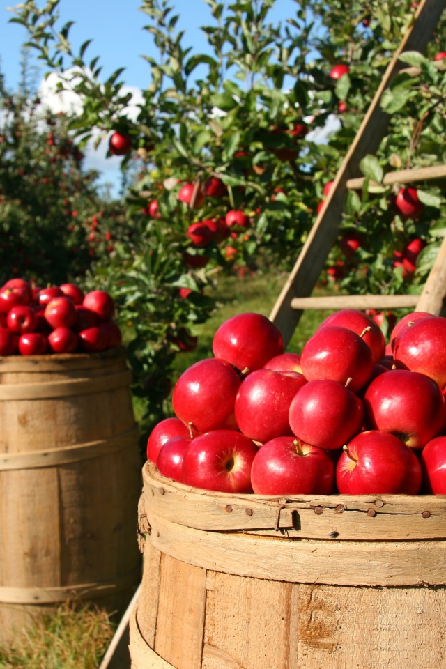 Большие красные яблоки собирают в саду