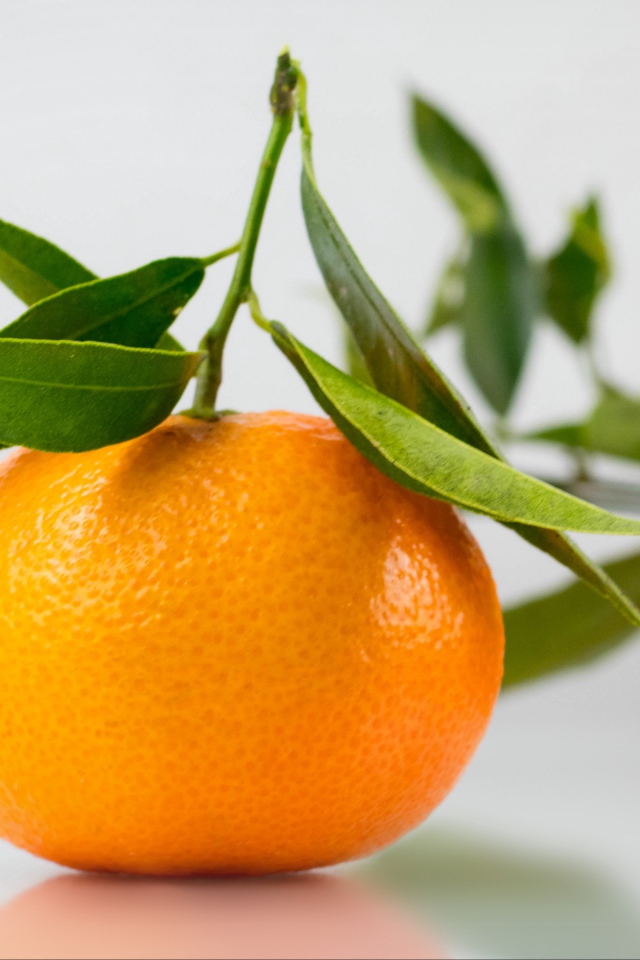 Оранжевый мандарин с зелеными листьями на сером фоне 