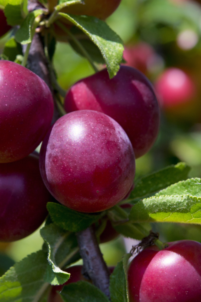 Розовые сливы на ветке крупным планом