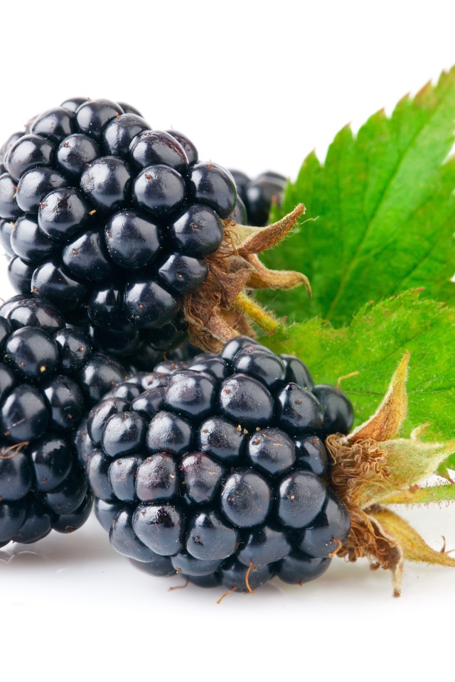 Спелые сочные ягоды ежевики на белом фоне