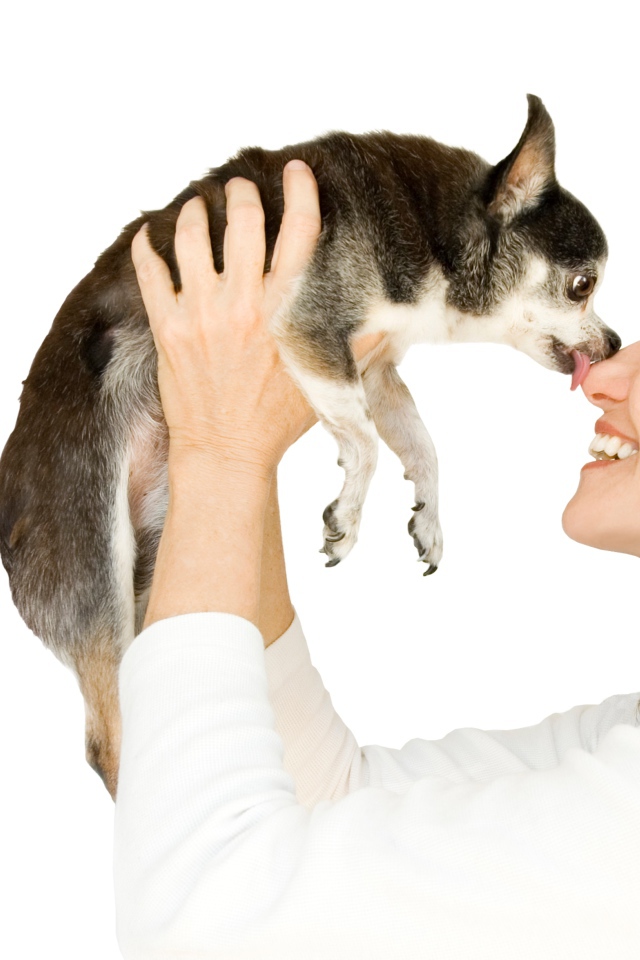 Девушка держит в руках собаку породы чихуахуа