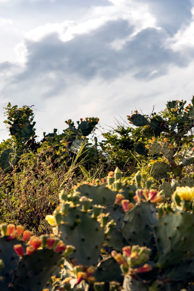 Красивая девушка в белом свадебном платье на поле с кактусами