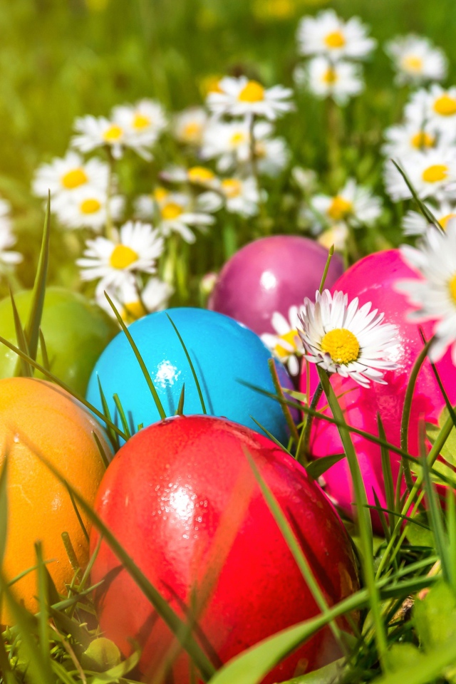 Красивые крашеные пасхальные яйца в зеленой траве с белыми ромашками