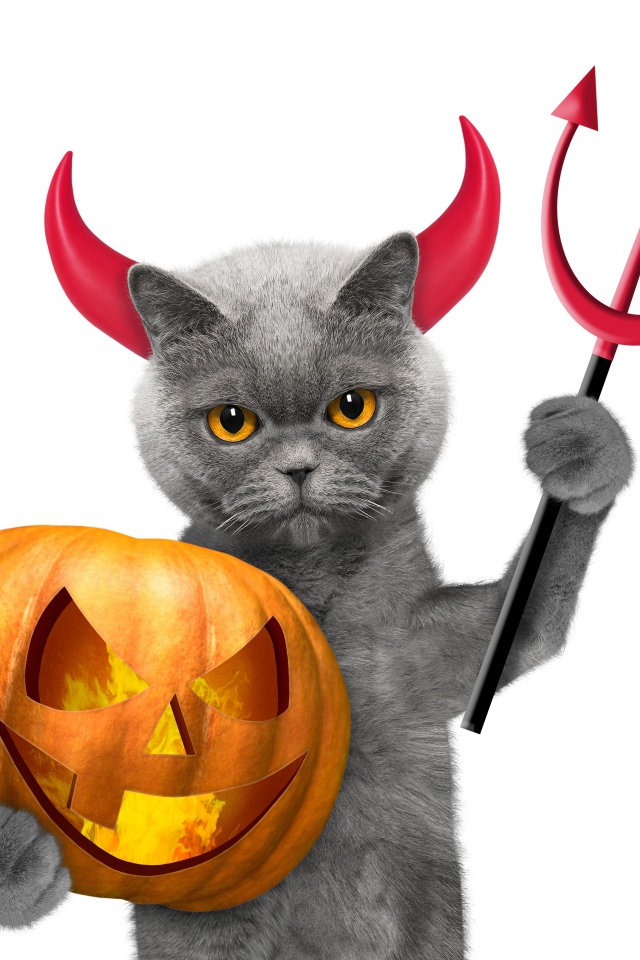 Кот с тыквой на белом фоне в костюме на Хэллоуин