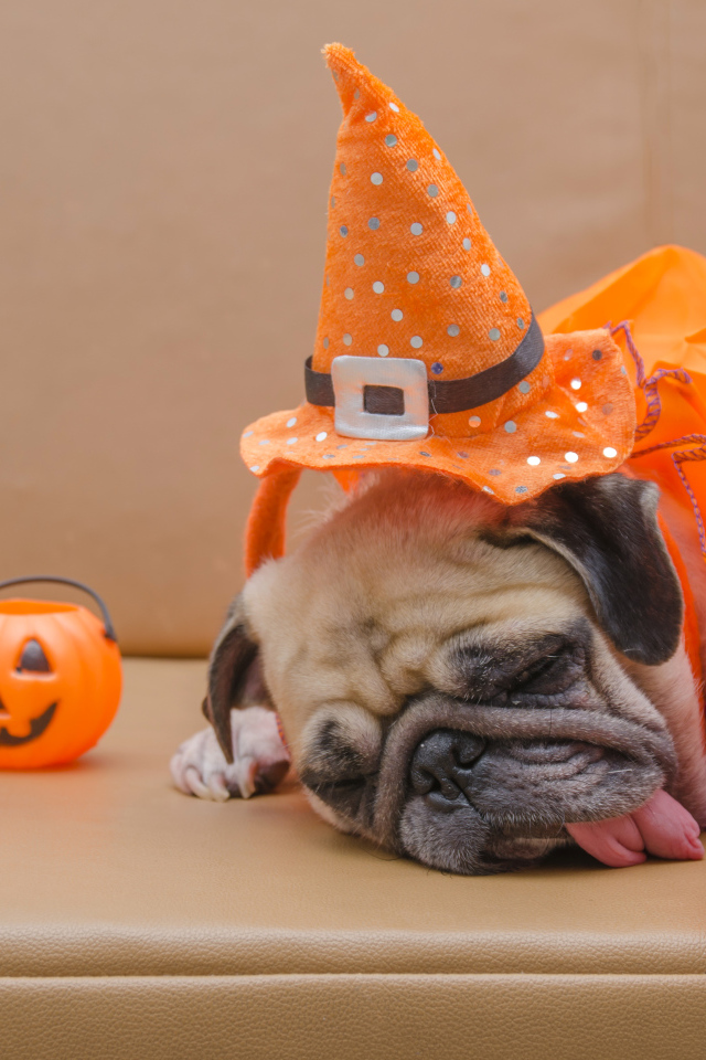 Спящий мопс с высунутым языком на праздник Хэллоуин