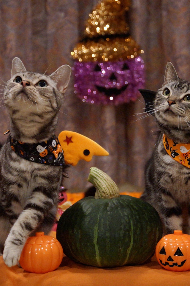 Два серых кота в костюмах на праздник Хэллоуин 