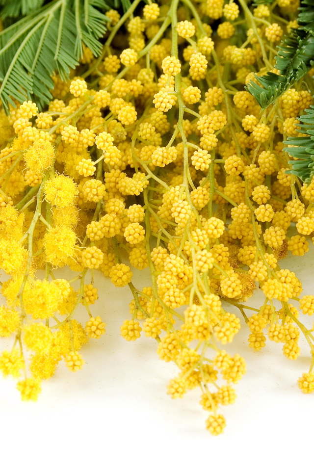Bouquet of beautiful yellow mimosa on a white background in March 8