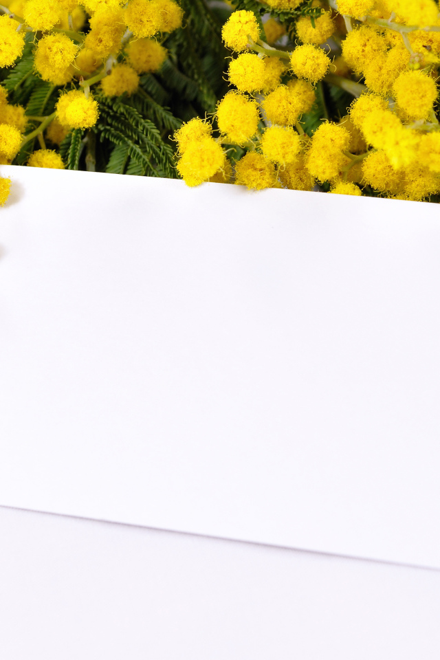 Шаблон для поздравительной открытки с ветками мимозы на Международный женский день 8 марта