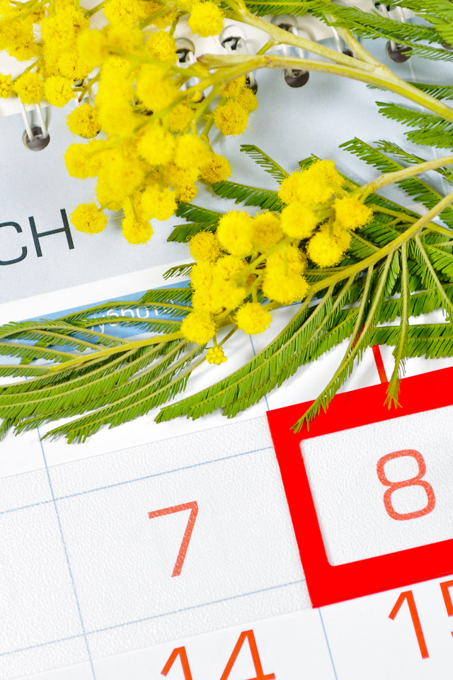 Ветка желтой мимозы и календарь на Международный женский день