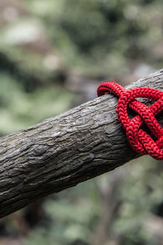 Креативное сердце из красной веревки на дереве