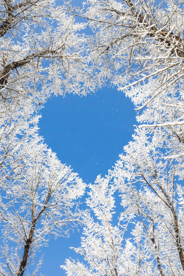 Кроны покрытых инеем деревьев воздают сердце на фоне голубого неба