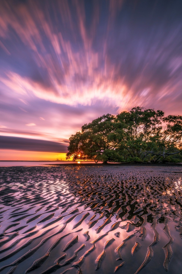 Большое зеленое дерево на берегу в лучах солнца на закате