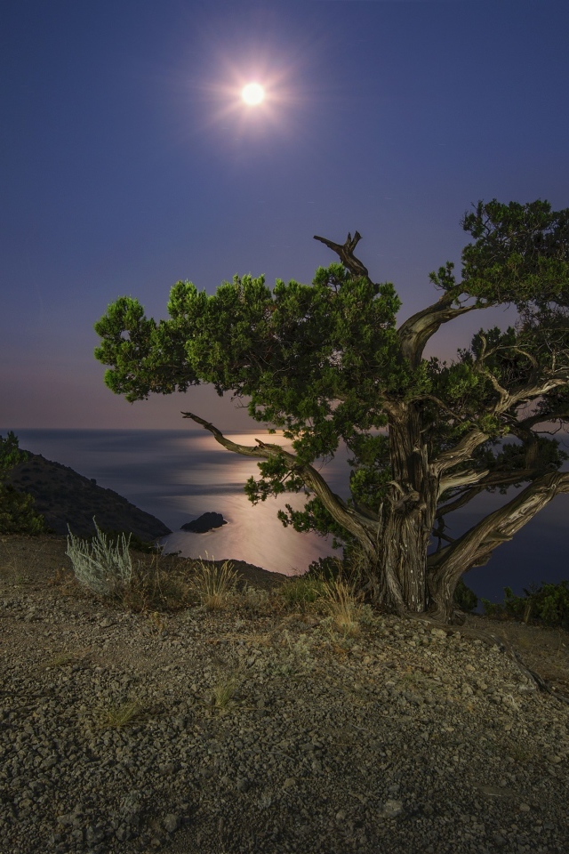 Большое зеленое дерево на берегу утеса при свете луны ночью