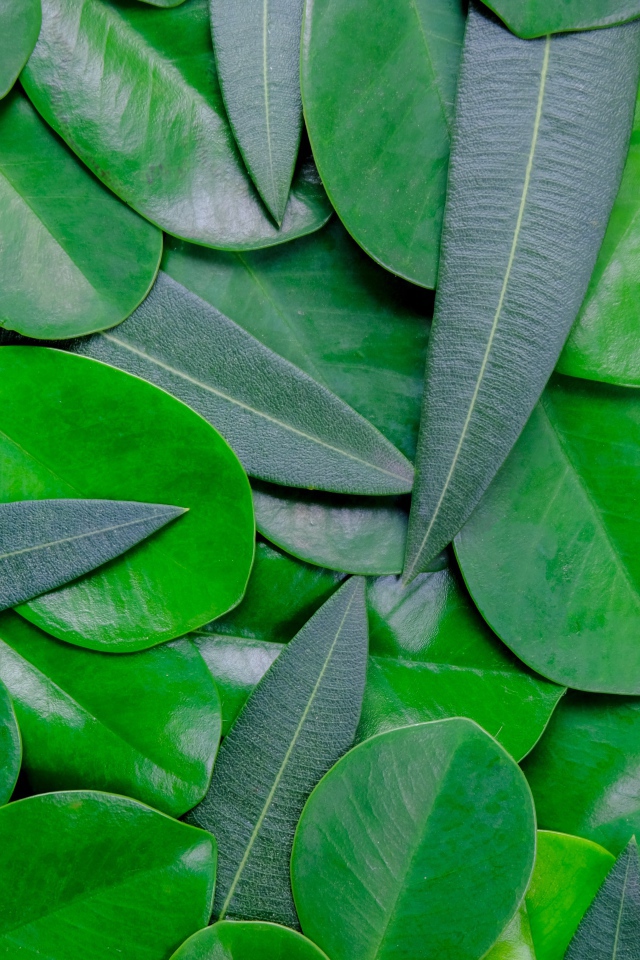 Много зеленых листьев крупным планом