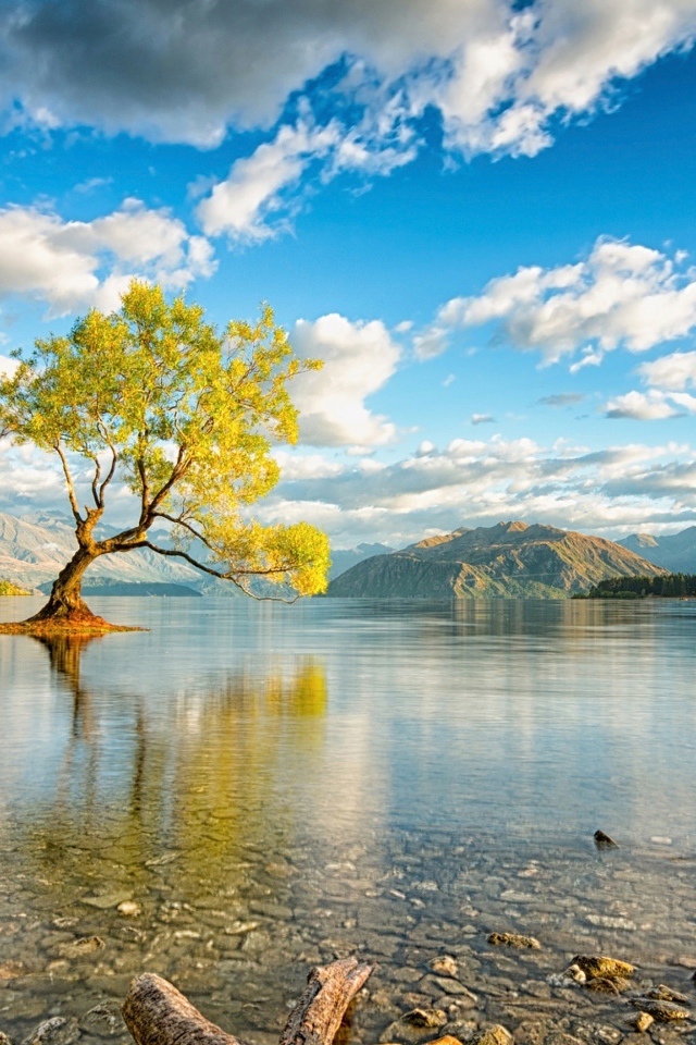 Дерево посреди озера под красивым небом с белыми облаками