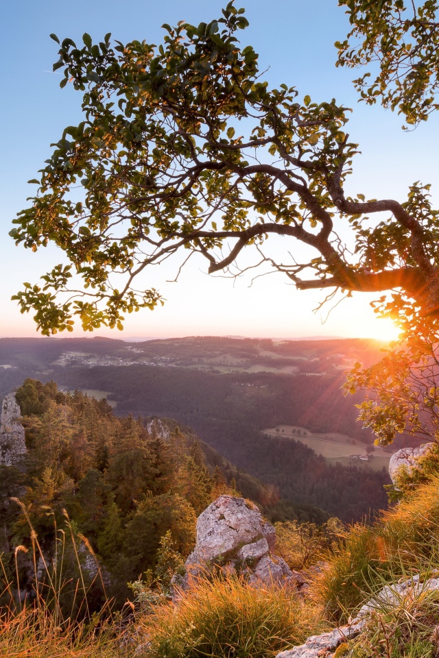 Дерево на краю утеса на рассвете