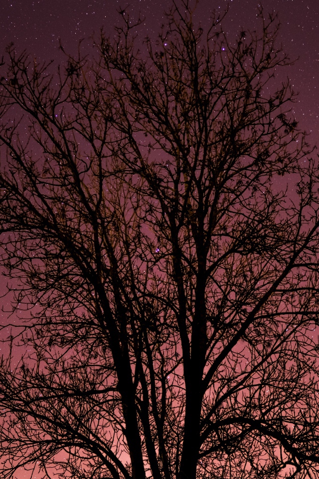 Дерево без листьев на фоне звездного неба 