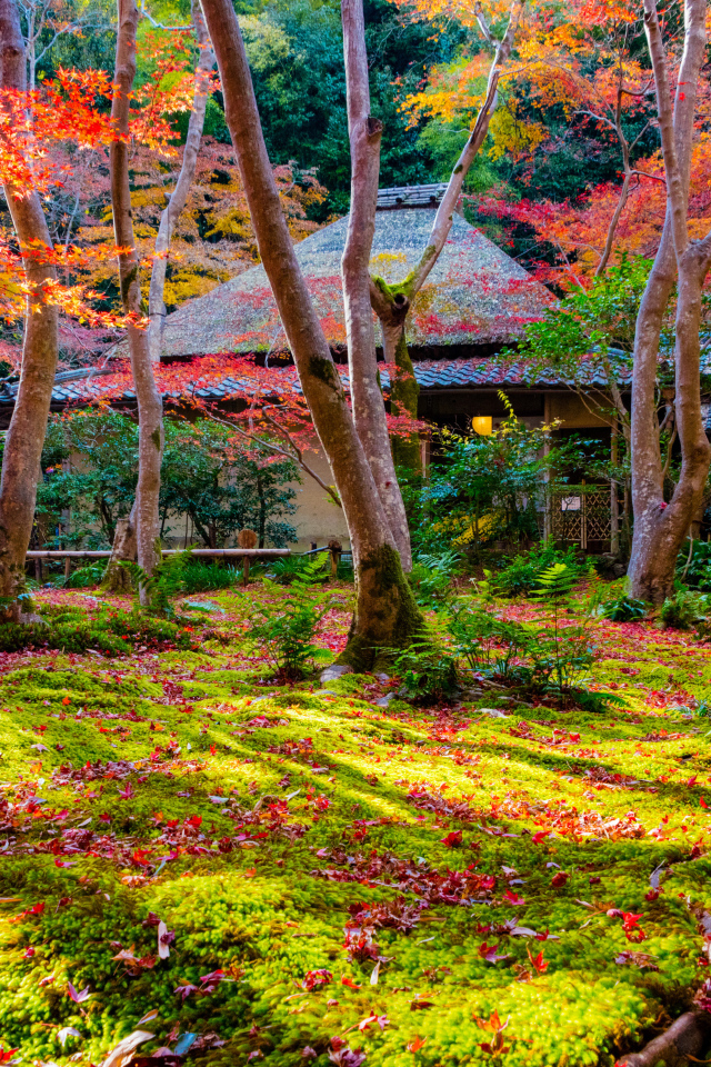Осень в парке, Киото. Япония